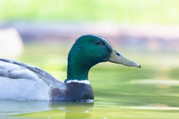 Canard colvert Anas platyrhynchos en gros plan
