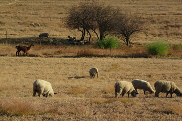 herd of Hampshire sheep grazing in  a dry brown grass field on a sunny winter's day with a Llama walking past in the far distance near trees