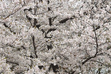 White Sakura or White Cherry Blossom flower full bloom and blue sky at South Korea in spring, Wallpaper Background.