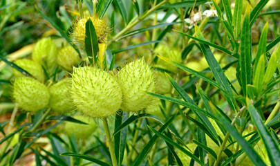 Gomphocarpus physocarpus  oder Ballonpflanze genannt Strauch, Zierpflanzen, Ballon-Wolfsmilch, Ballonblume