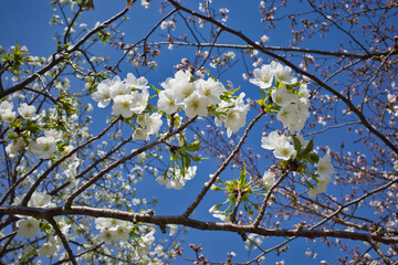 大阪城公園の美しい桜