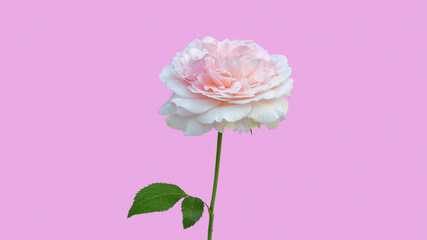 Pink rose flower on a pink background.