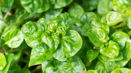 Green watercress plant in a vegetable garden.