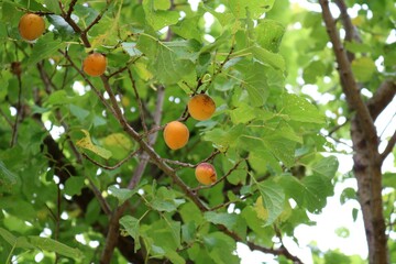熟した梅の実　初夏　風景