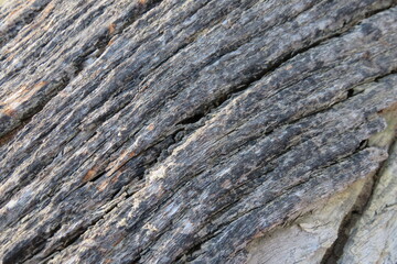 A closeup photograph of the bark of a dead tree displaying the texture and patterns in the finest detail