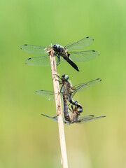 Dragonflies mating on a reed stalk
