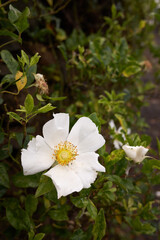 Closeup of a white yellow rose flower blooming.