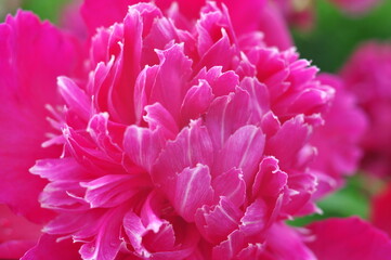 Blooming of peonies bushes in the garden in summer.Natural background copy space