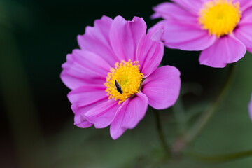Fototapeta premium a beautiful yellow pink colour flower with a small insect on it