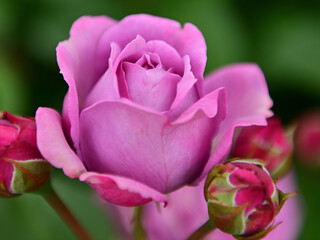 We received a bouquet of roses