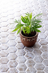 観葉植物のスタジオ撮影