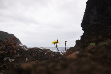 Yellow endemic flower on rocks in Madeira island, Portugal. Sea in background, cloudy sky.