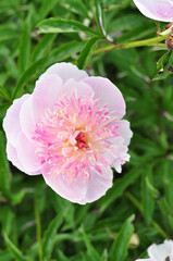 Blooming of peonies bushes in the garden in summer.Natural background copy space