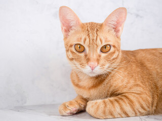 Closeup cat orange color lay relax and looking at camera space,Friendly cat human