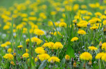 Yellow dandelion flowers (Taraxacum officinale). Dandelions field background on spring sunny day....