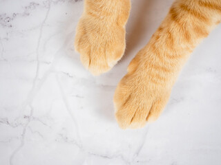 Cute cat paw orange color top view on marble white copy space