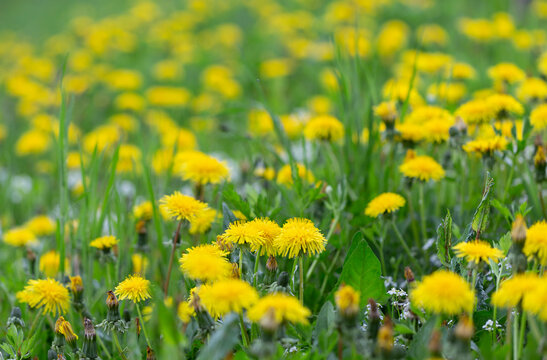 Fototapeta Yellow dandelion flowers (Taraxacum officinale). Dandelions field background on spring sunny day. Blooming dandelion. plant Taraxacum officinale at the time of mass flowering. 