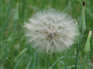 Salsify, western salsify, yellow salsify, goatsbeard, big dandelion