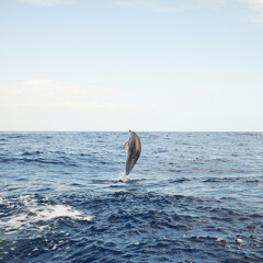 Single jumping bottlenose dolphin spotted in sea near Madeira, Portugal. Atlantic ocean.