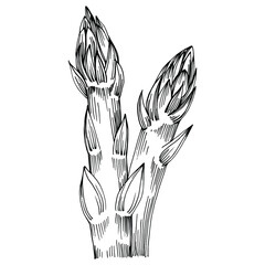 Asparagus isolated hand drawn illustration. Food vegetable engraved style object. Great for menu, label, icon, cover, social post.