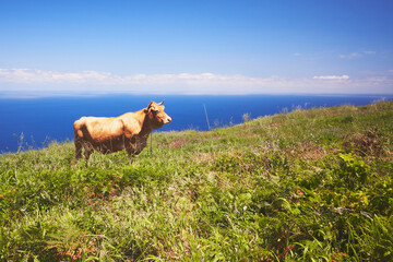 Cow and sea. Brown cow is grazing in a beautiful landscape in west part of Madeira island in Portugal.