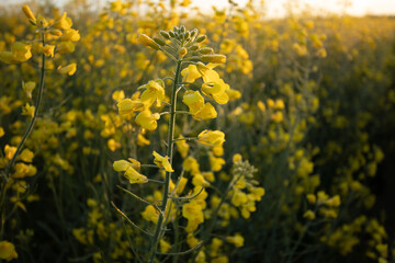 Rapsblüte im Feld