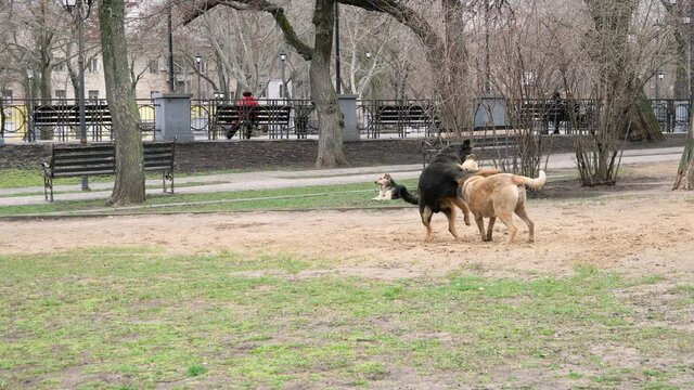 two dogs fooling around in the street at sunny day
