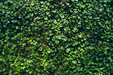 Fototapeta premium texture of natural plants. green leaves as background. natural green background