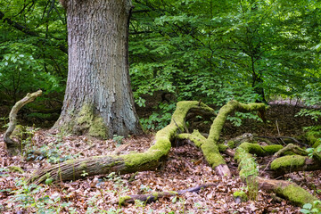 Naturwald mit Eiche