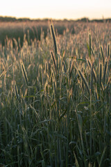 Getreide Roggen im Sonnenaufgang