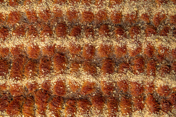 Turkish desert baklava with peanut, pistachio for holiday or ramadan. Traditional Middle Eastern Flavors. Selective focus, pattern.