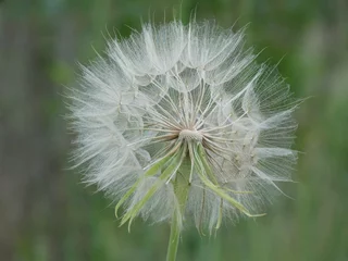 Foto op Plexiglas close-up dandelion head salsify  goatsbeard © SunnyRed