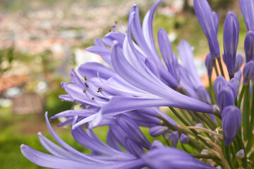 Closeup of blue african lily (Agapanthus africanus) in Funchal, Madeira, Portugal with city in...