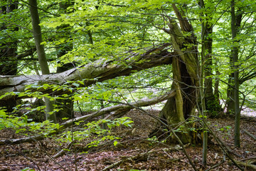 Naturwald mit gebrochener Buche