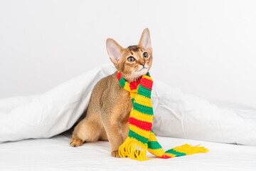 Obraz premium Abyssinian kitten sits on the bed in a bright striped scarf
