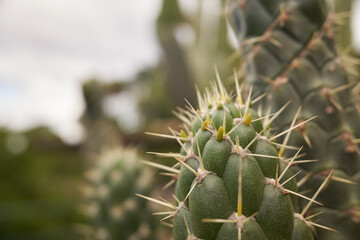 Detail of Opuntia cactus, commonly called prickly pear. Opuntia cylindrica. Genus of flowering plants in the cactus family Cactaceae.