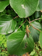 grasshopper
