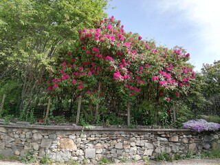 Italy flowers in summer 