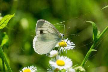 スジグロシロチョウとヒメジョオン