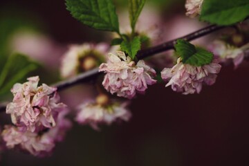 Wilted path