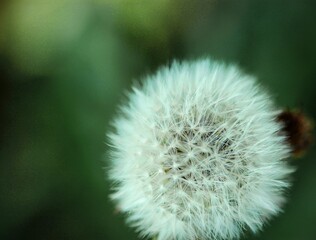 1000 wishes