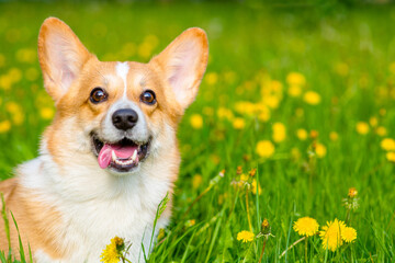 A red corgi licks its nose with its tongue against the background of a green field with yellow dandelions.