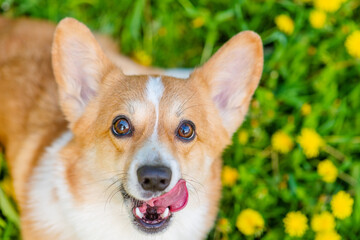 A red corgi licks its nose with its tongue against the background of a green field with yellow dandelions. Top view