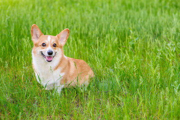 A red corgi lies on green grass