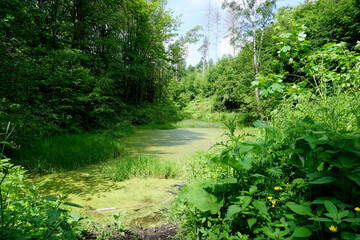 Fototapeta na wymiar einer der sieben Teiche im Habichtswald in Hessen in Deutschland
