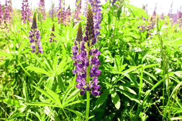 Obraz premium Lupin spreads flowers. Lupin field. Colorful bouquet of lupins on a summer flower background. Blossoming flowers. Lupin field with pink-purple and blue flowers, green grass. Blue sky.