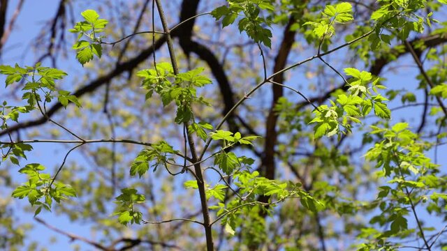 Tree Branches With Young Leaves In Early Spring Forest In Light Wind in Sunny Day.