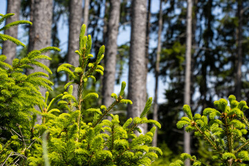 small fir trees in front of large trees and build sky