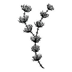 Harovaya seaweed. Vector stock illustration eps10. Isolate on white background, outline, hand drawing.