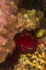 Forskal's Pleurobranch (Pleurobranchus forskalii) is a sidegill slug during a night dive in Anilao, Philippines.  Underwater photography and travel.